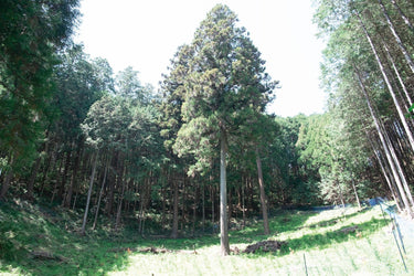 「立て木」とは?