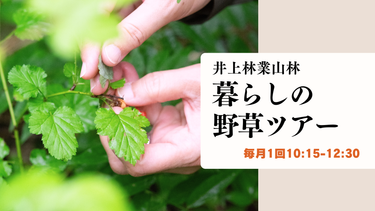 井上林業山林　暮らしの野草ツアー