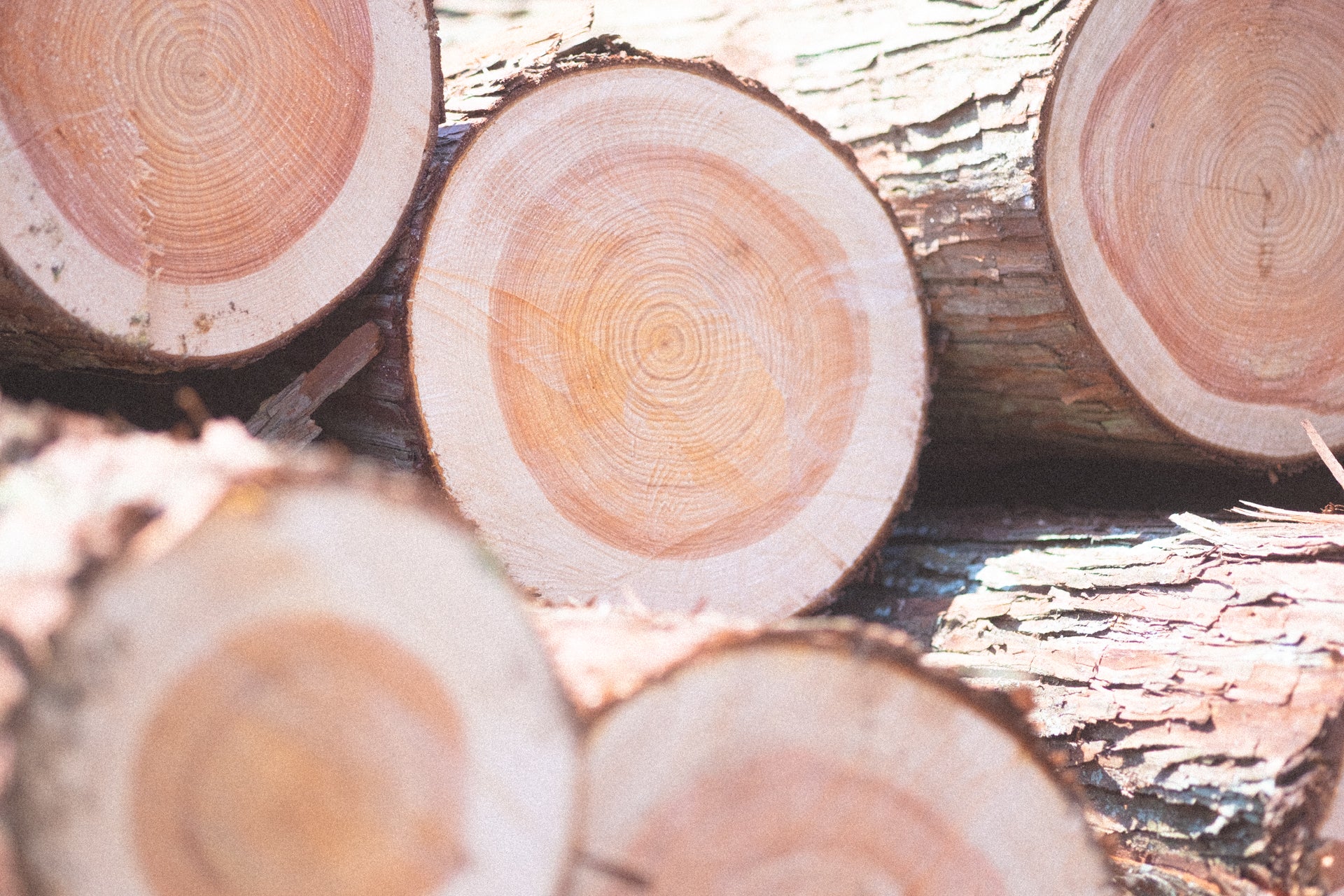 20250508uratana_hinoki_hansyutsu47_1920.jpg__PID:43b18846-f404-48ac-ae4f-430feb86c14a